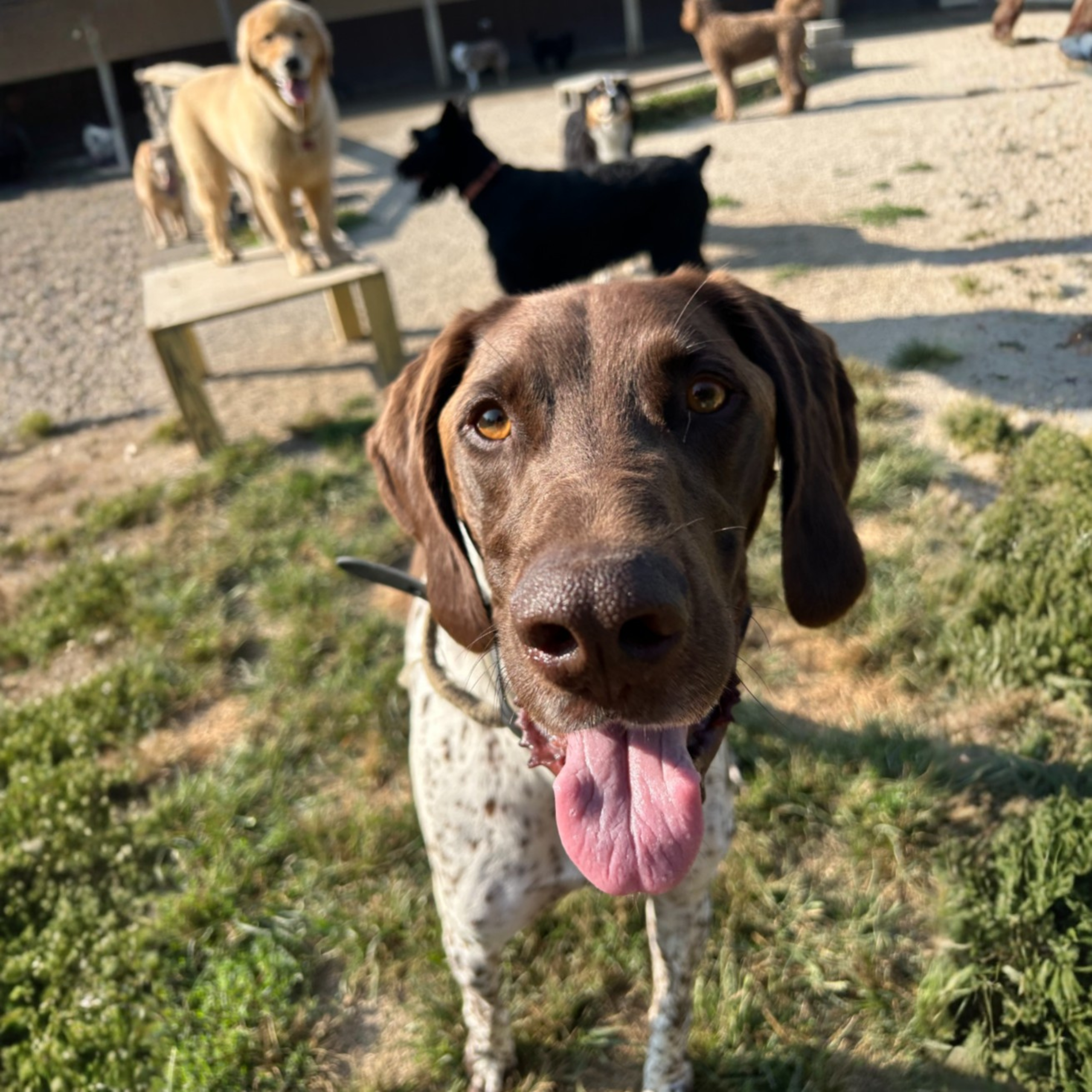 Happy dogs enjoying a fun day at Come Sit & Stay dog daycare