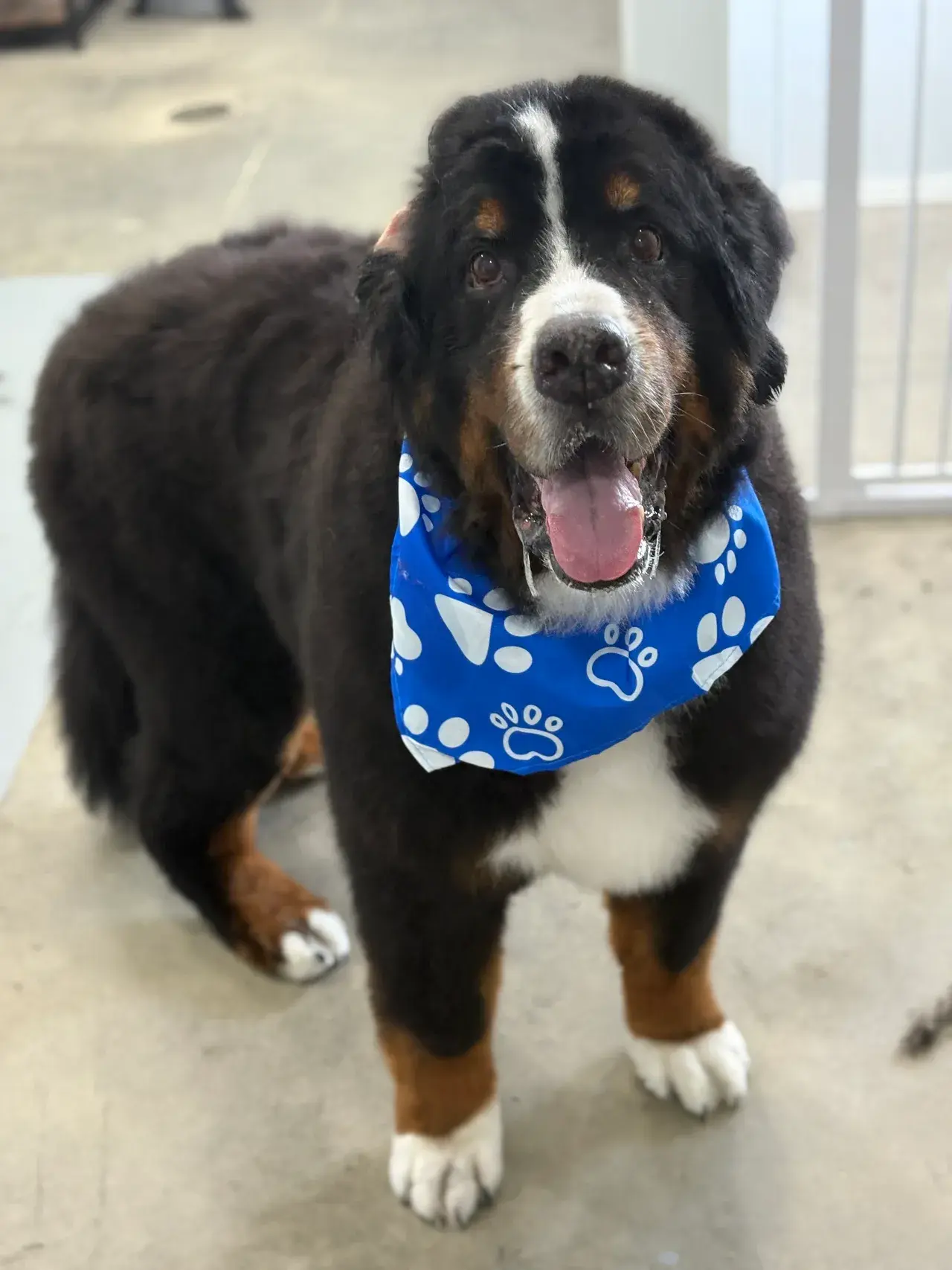 Professional dog groomer working with a happy, relaxed dog during grooming session