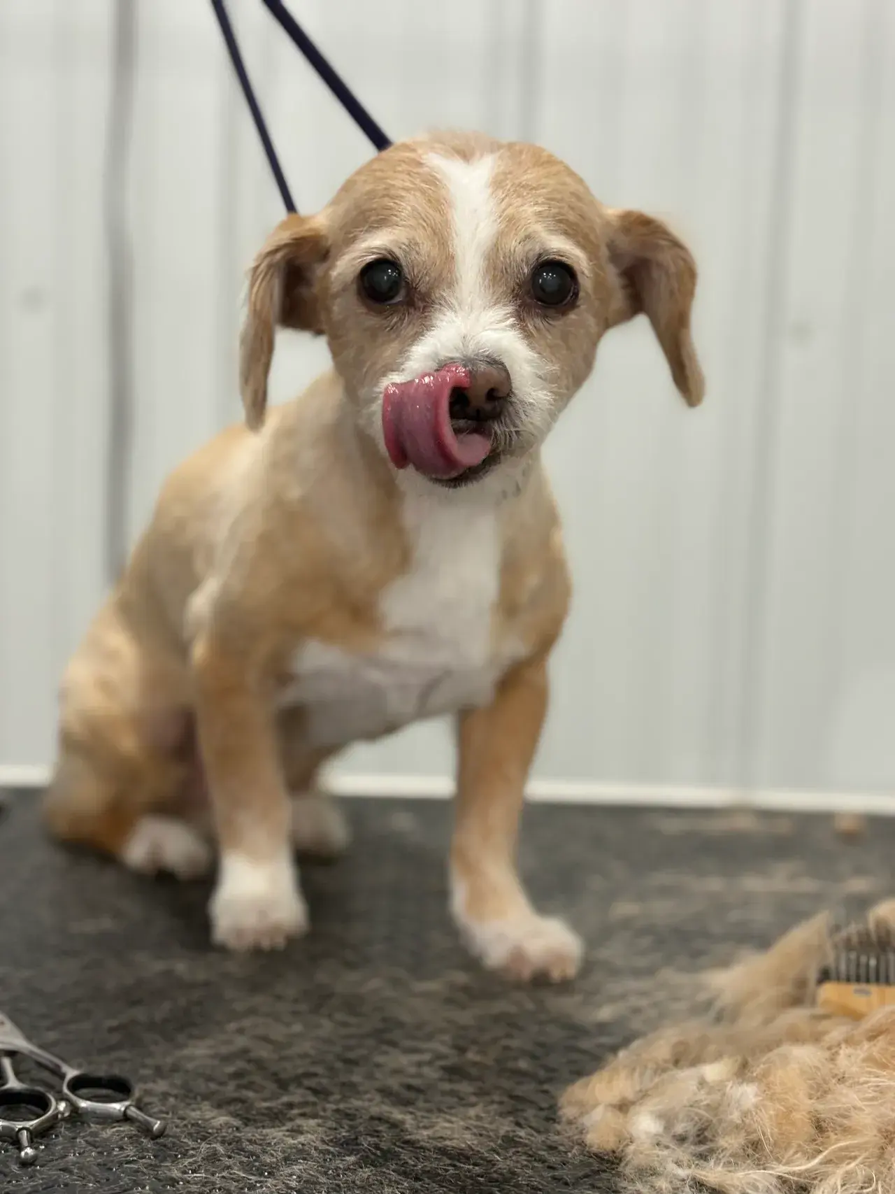 Complete dog grooming package - bathing and styling for all dog breeds