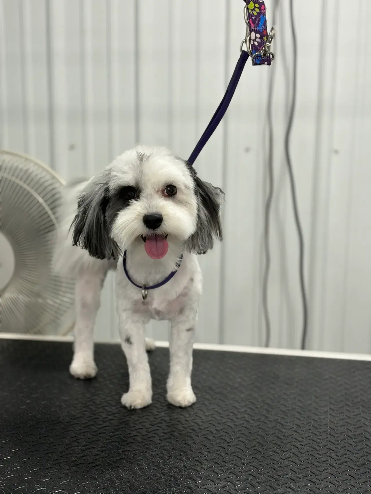 Dog grooming service - nail trimming and paw care for healthy dog maintenance