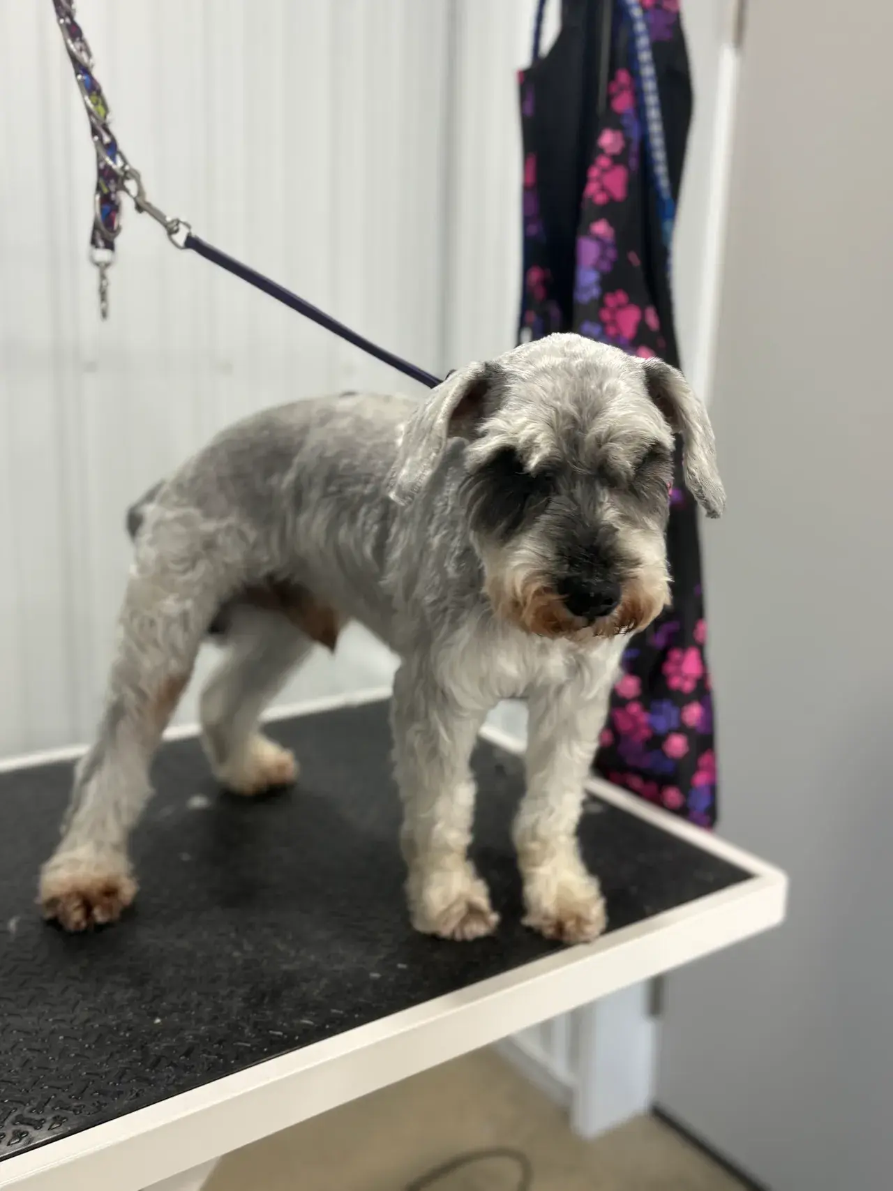 Professional dog grooming - before and after transformation showing a clean, well-groomed dog