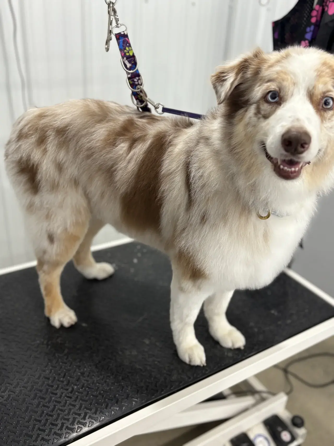 A freshly groomed dog looking happy and clean
