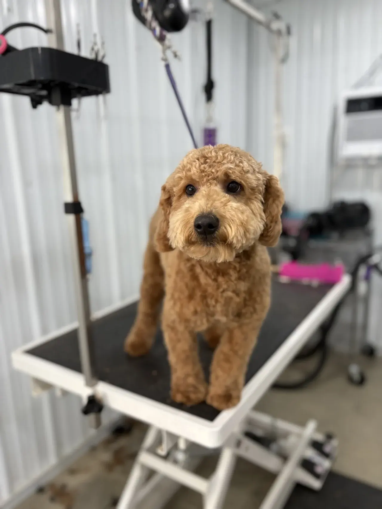 A freshly groomed dog looking happy and clean