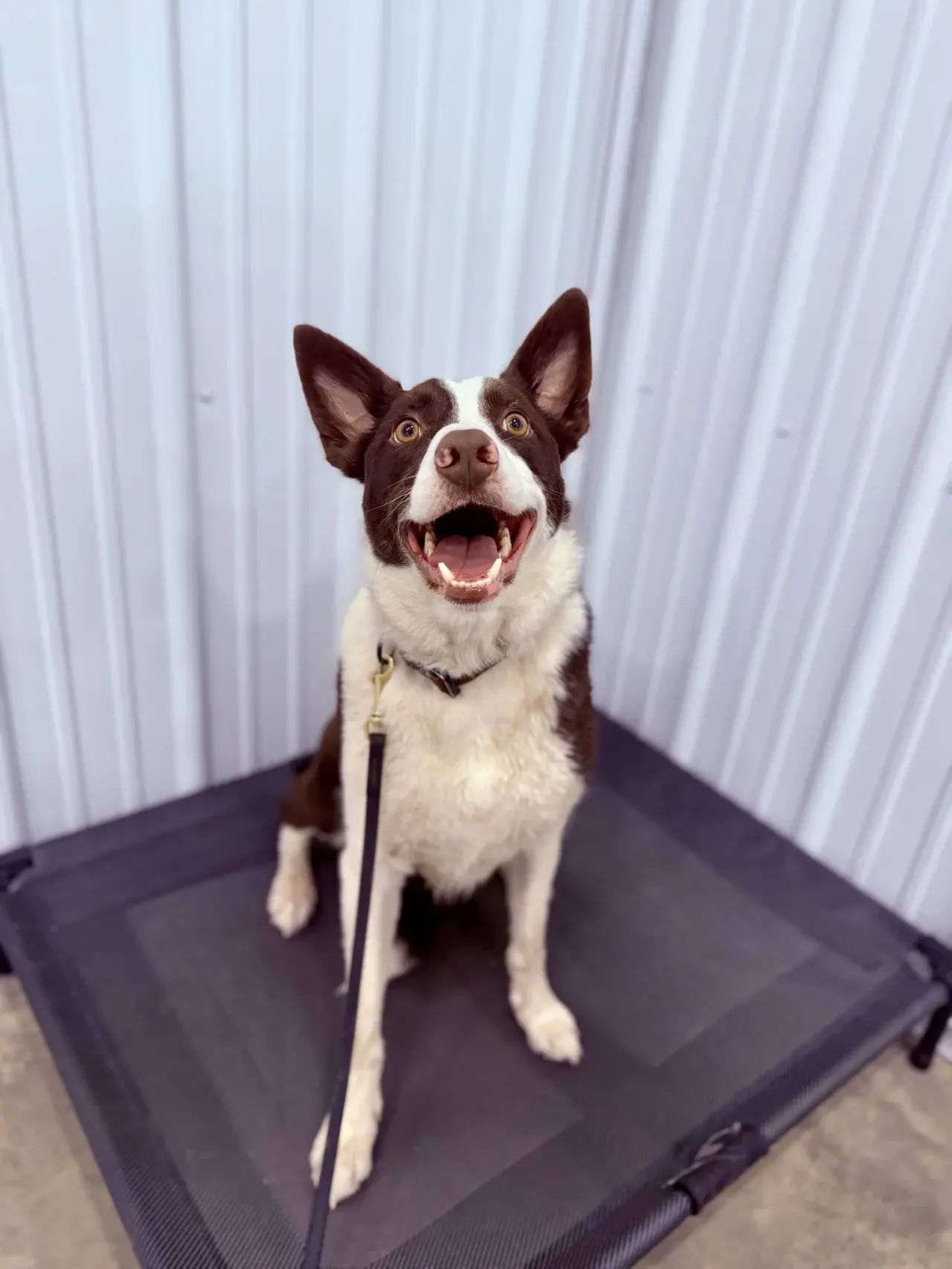 A dog focused on its handler during a training session