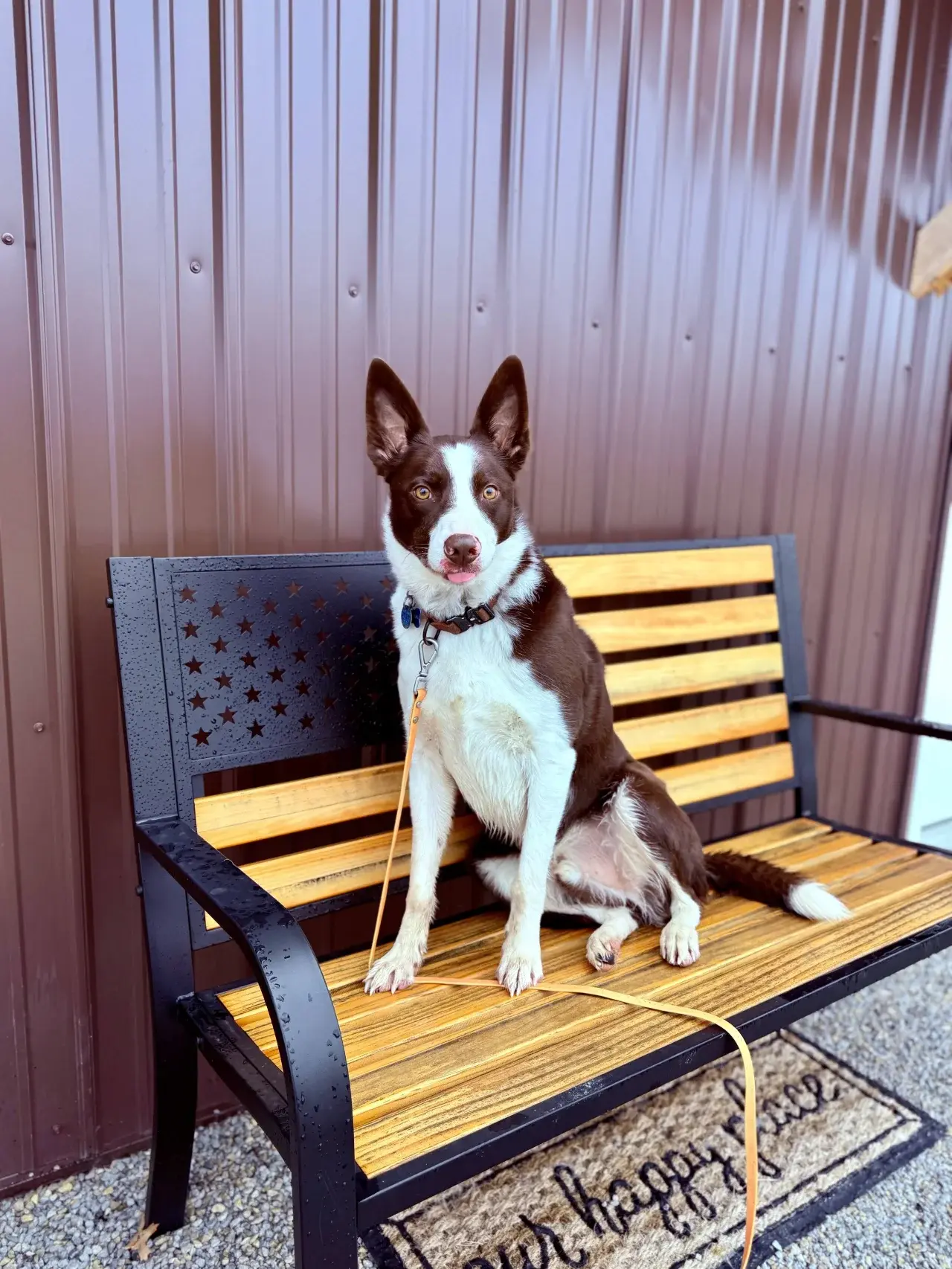 A happy dog enjoying professional care at Come Sit & Stay