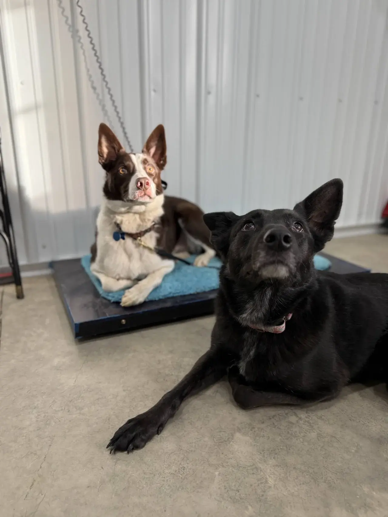 A dog resting comfortably after a fun day of activities