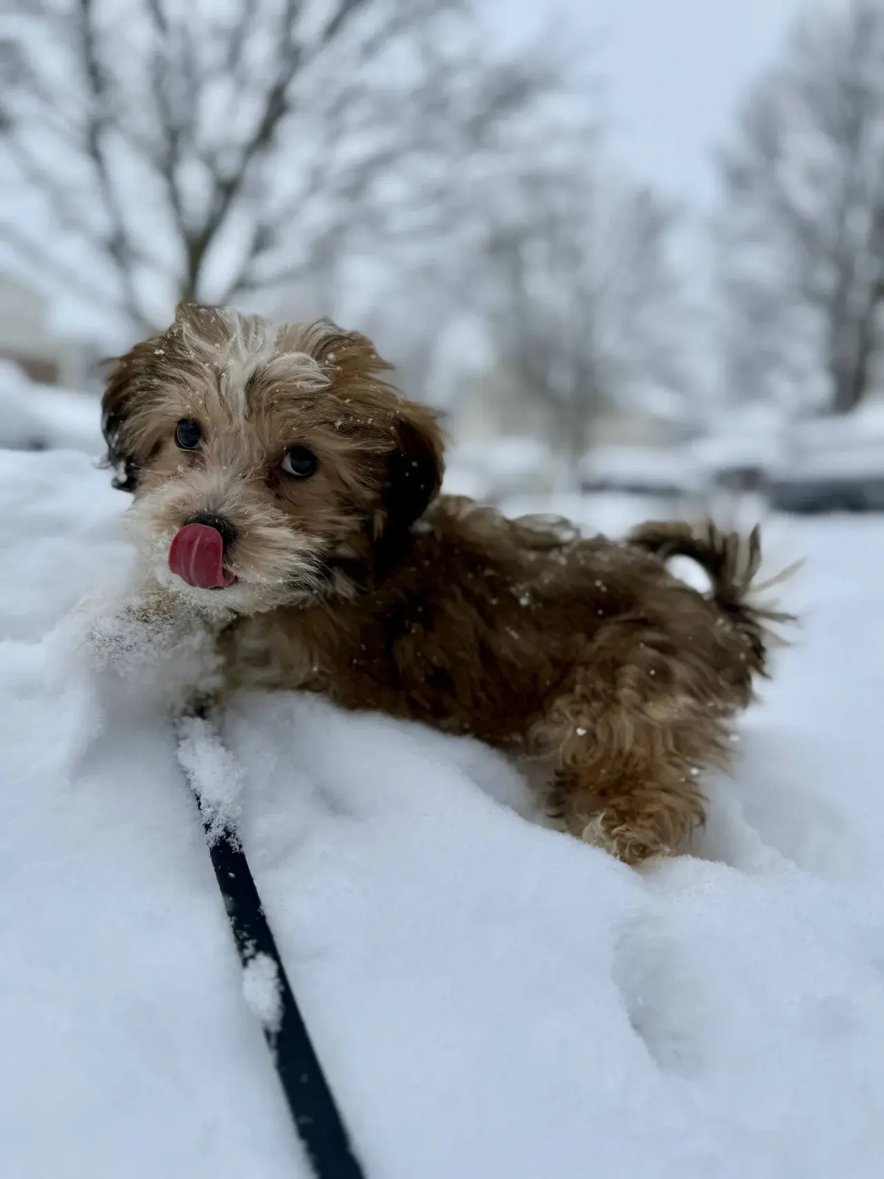 Dogs socializing and making new friends during group play