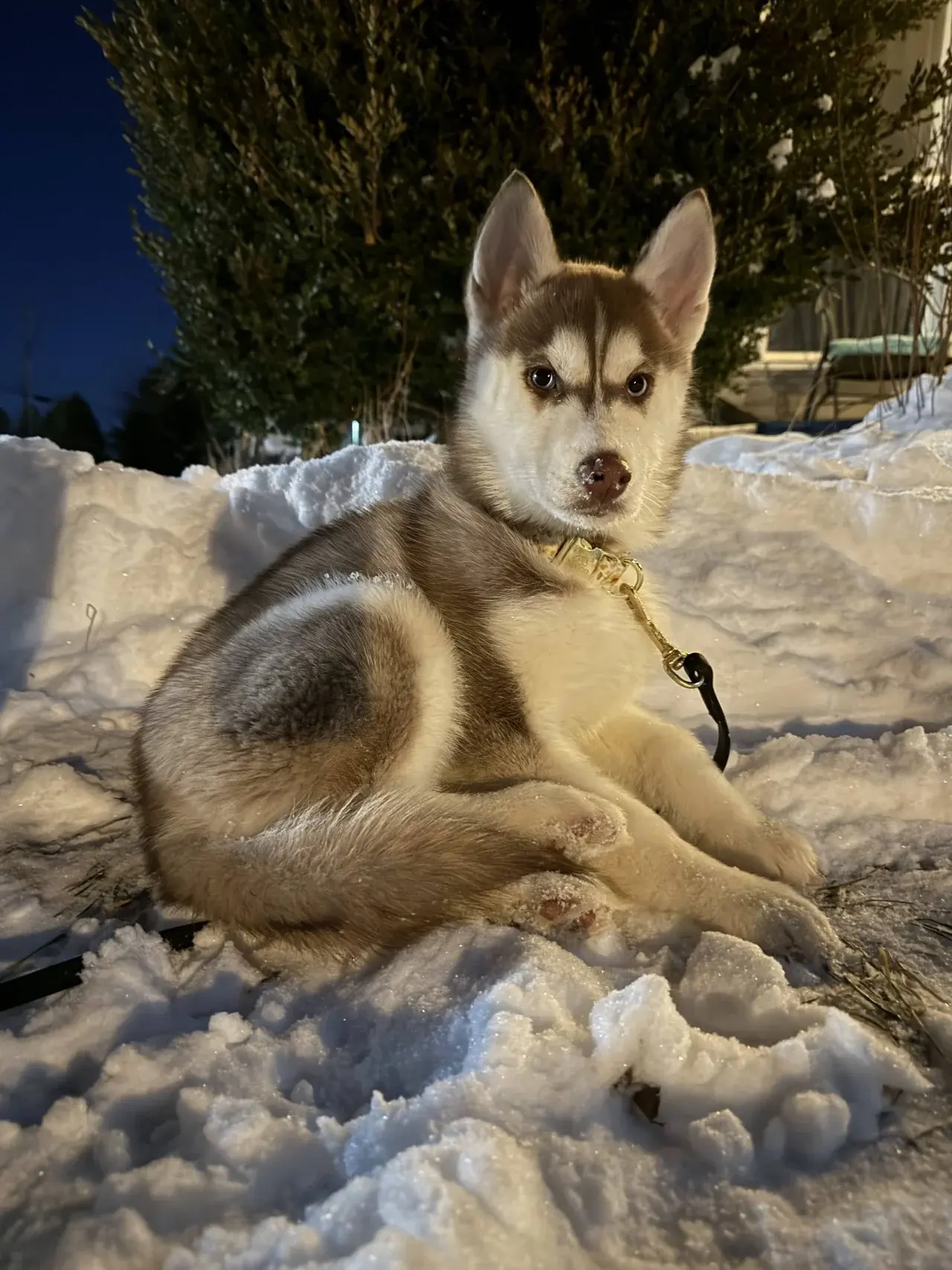The secure outdoor area where dogs can run and play safely