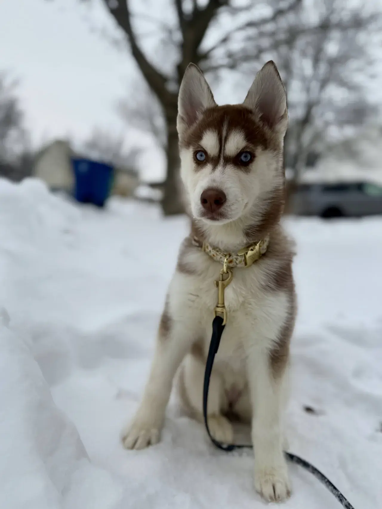 A dog receiving individual attention during training