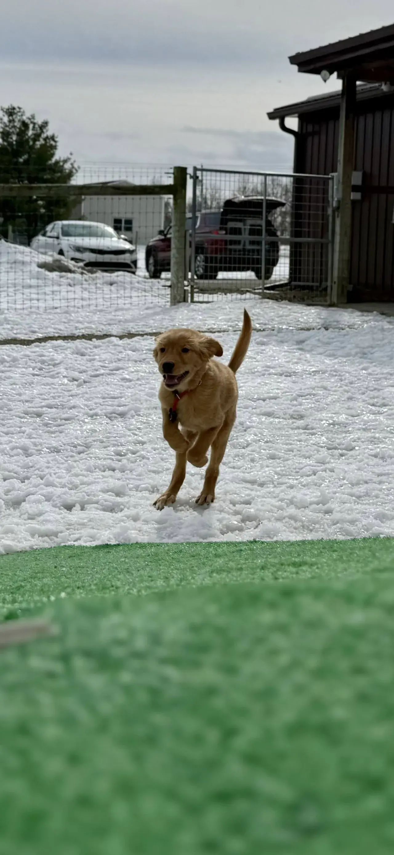 A group of happy dogs playing together under supervision