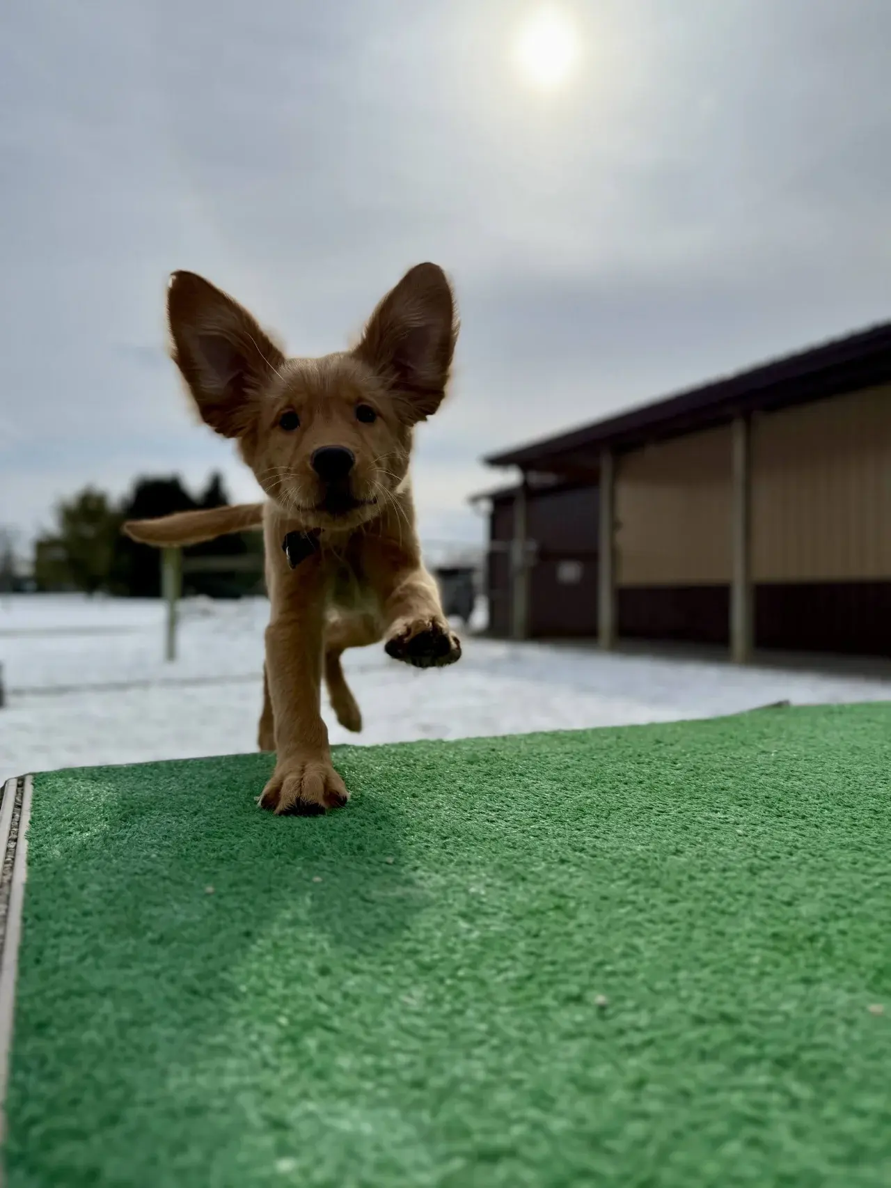 A content dog relaxing in a comfortable boarding space