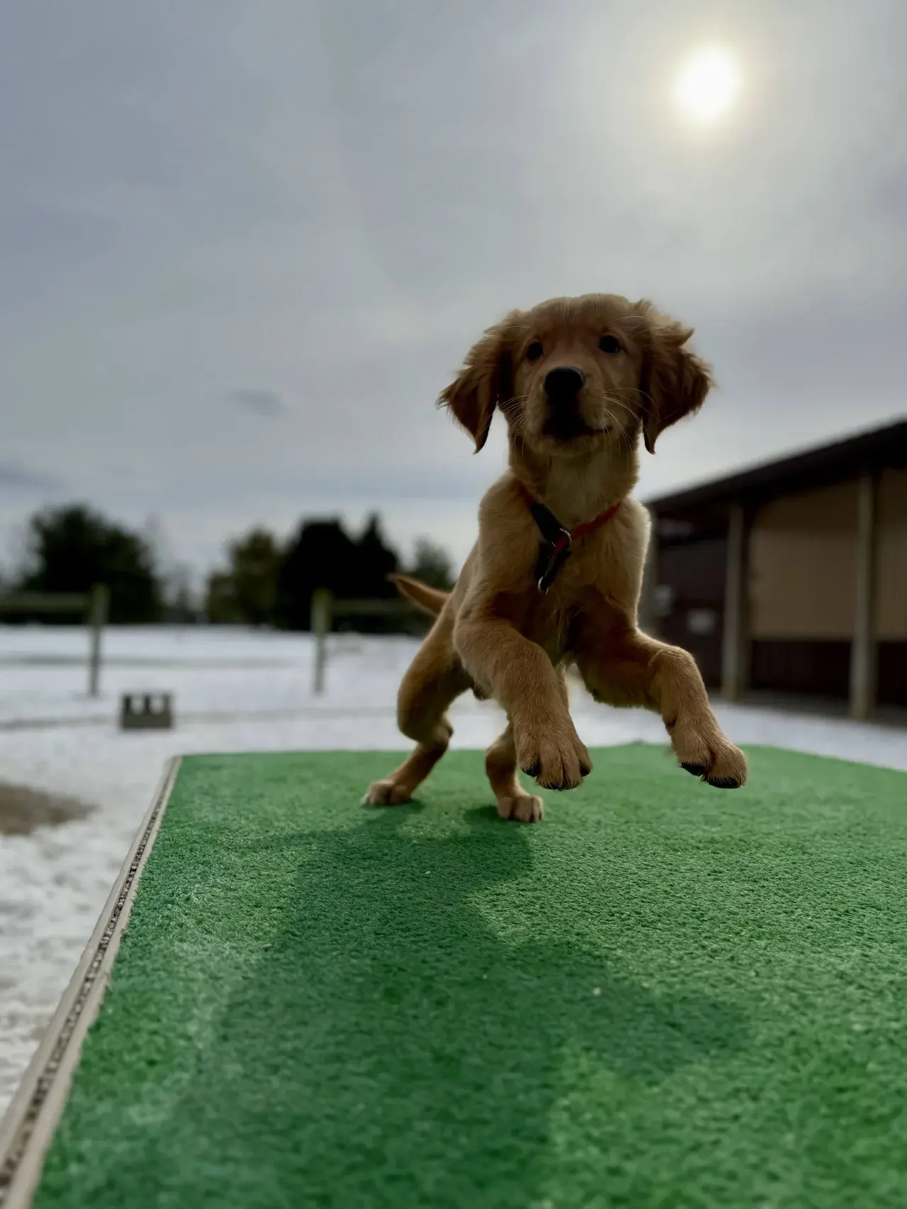 Professional training session with positive reinforcement