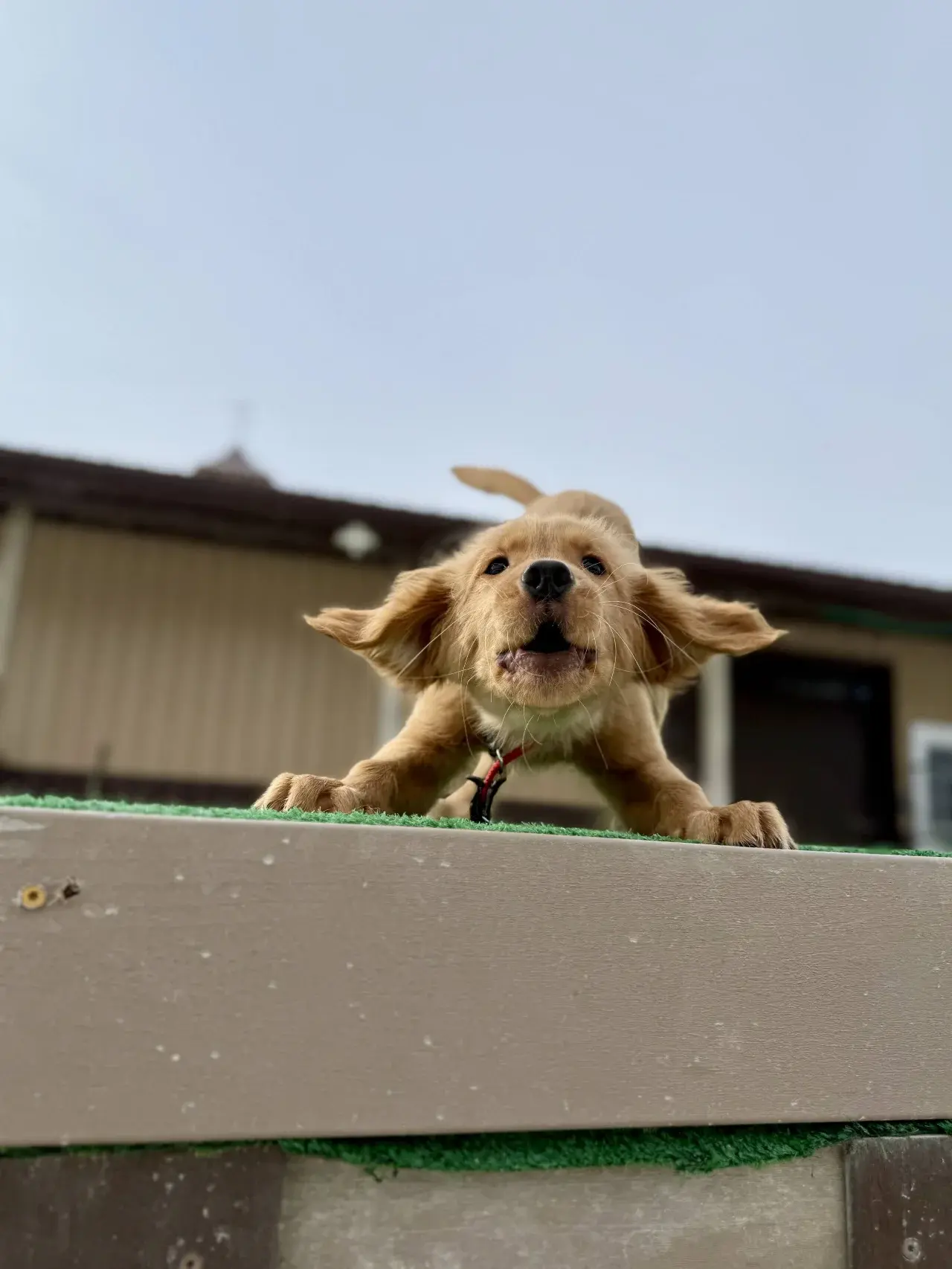 Dogs having fun with interactive toys and games