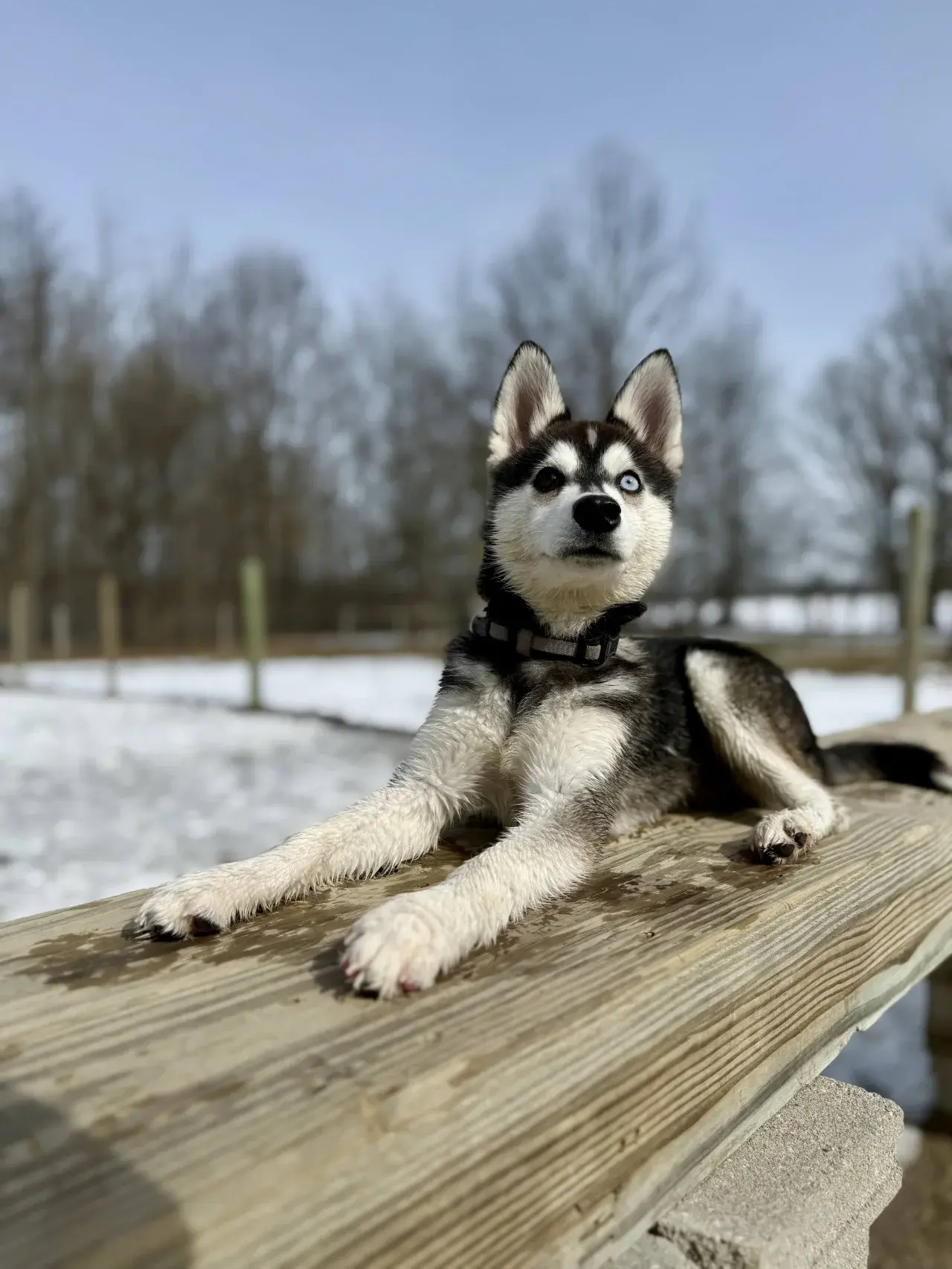 Happy customer and their dog at Come Sit & Stay