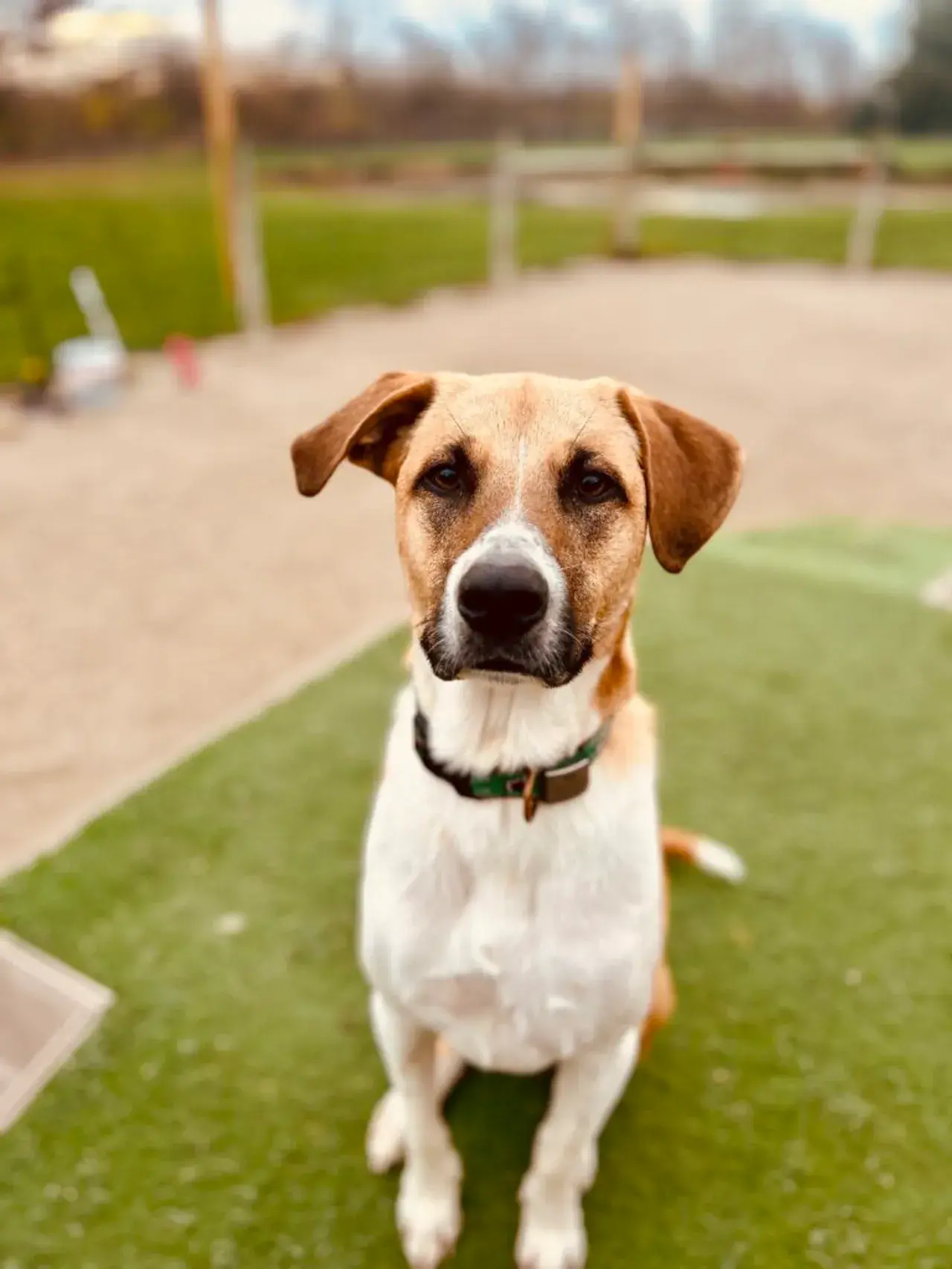 A dog focused on its handler during a training session
