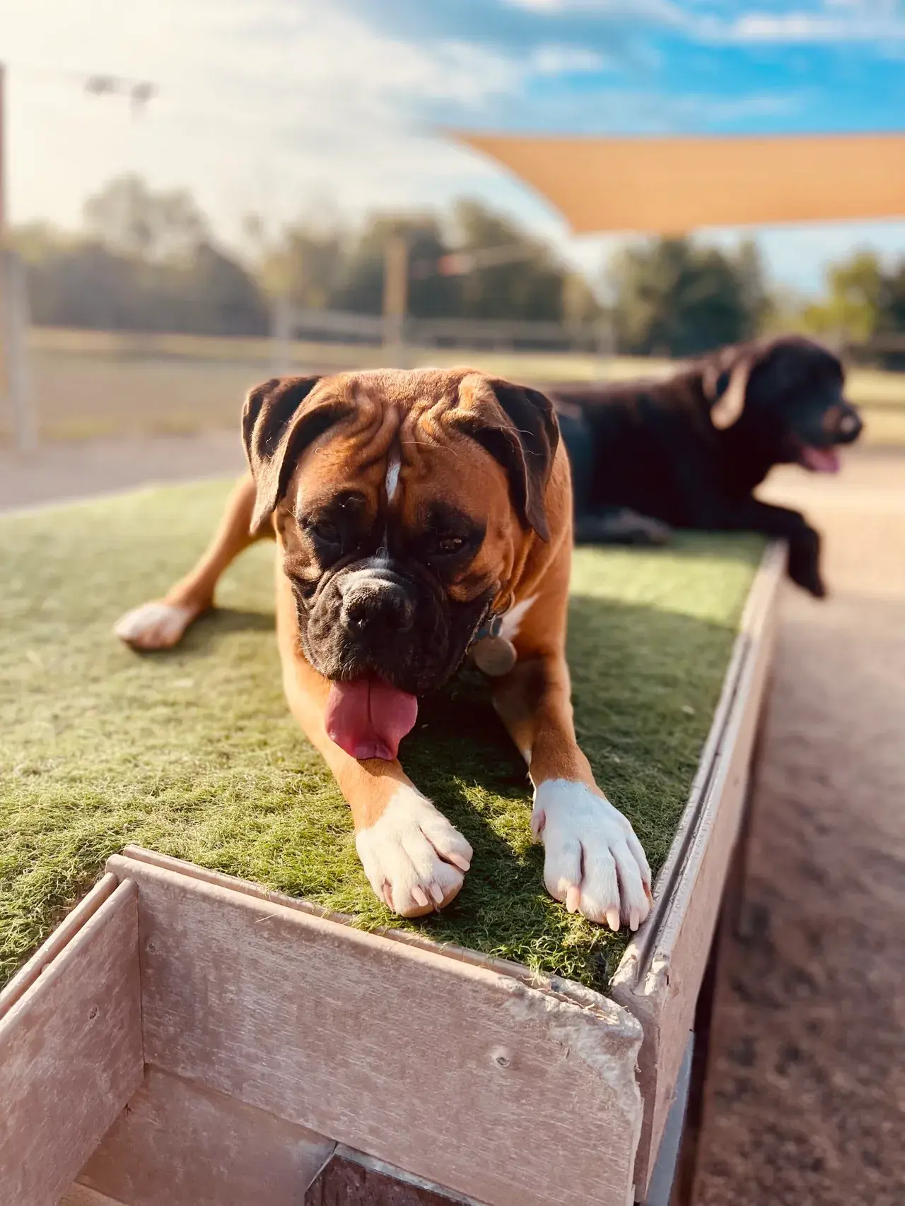 A dog relaxing in a comfortable and clean boarding suite