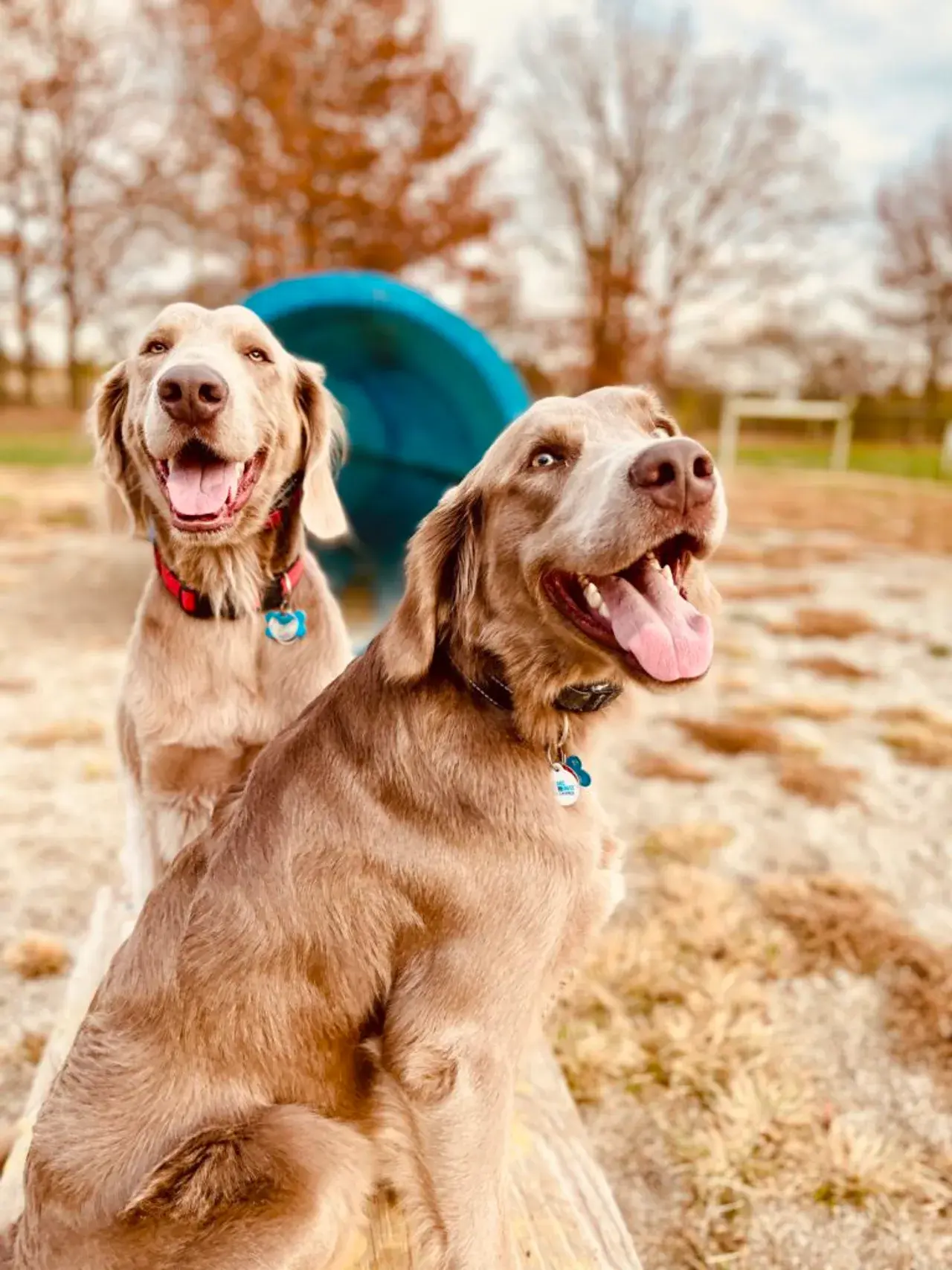 Several dogs enjoying a fun day at dog daycare