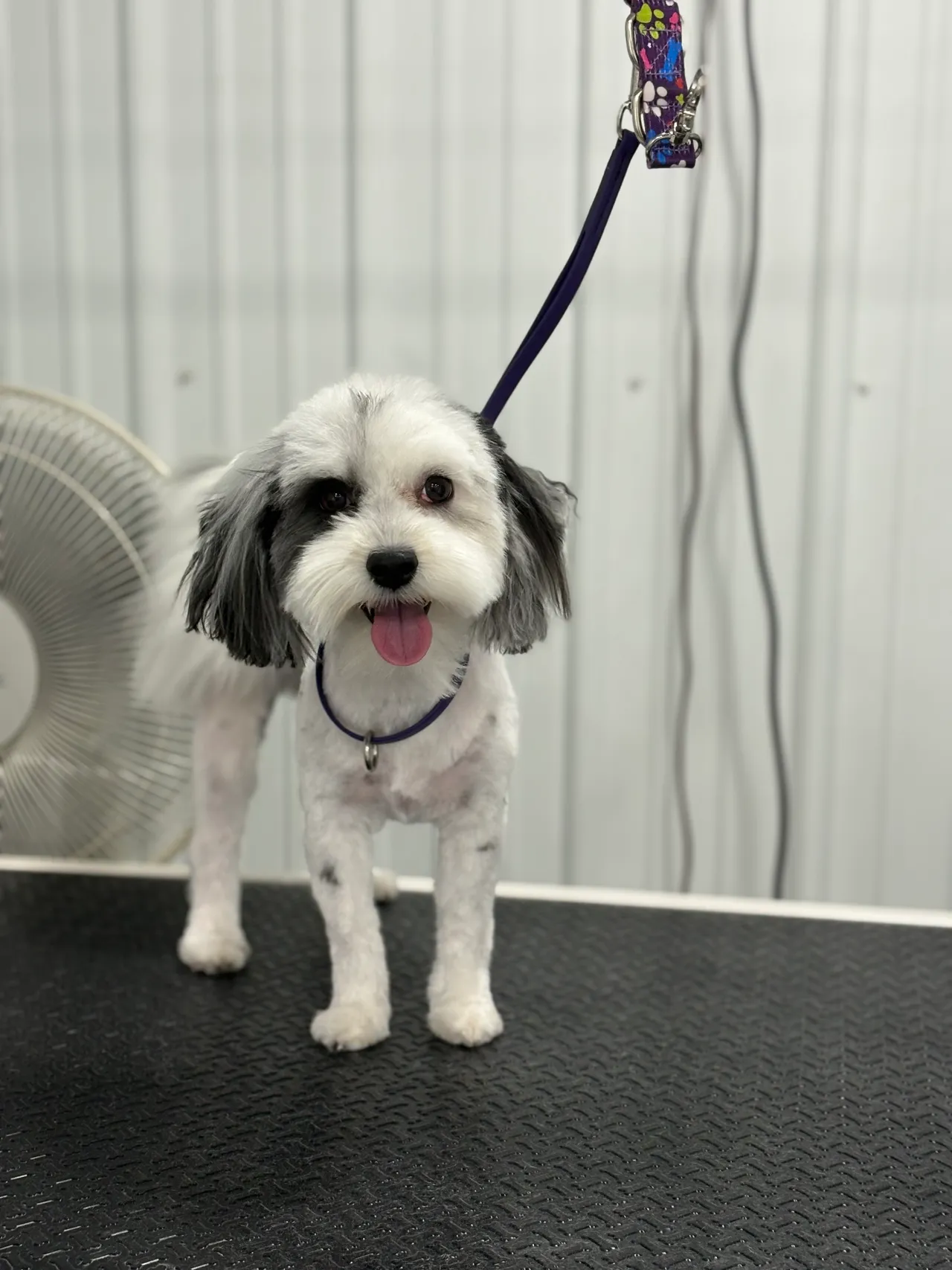 Dog Grooming service at Come Sit & Stay - professional dog care facility